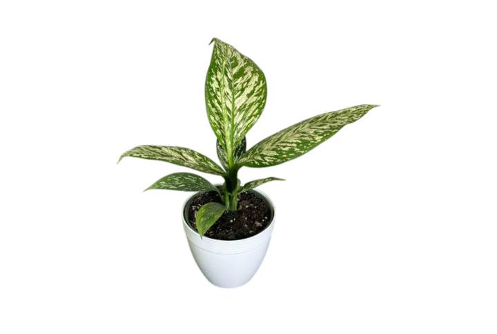 Dieffenbachia White Etna