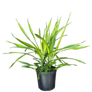 Dracaena Rikki
