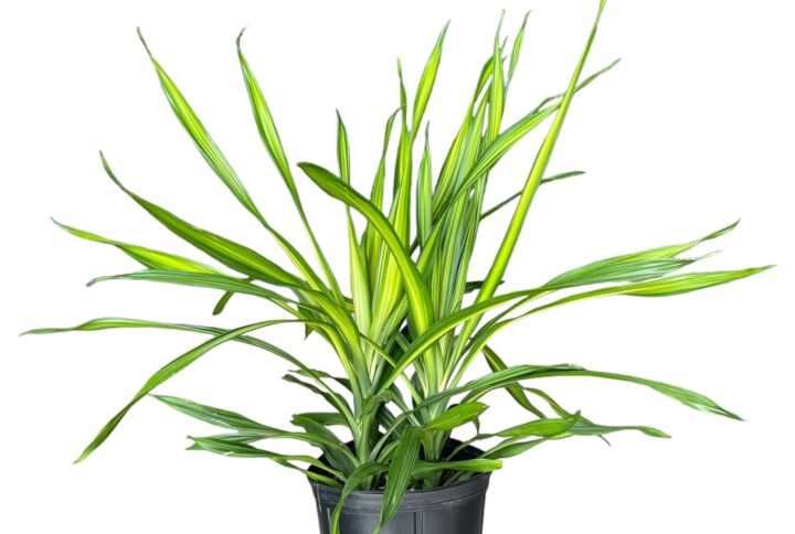 Dracaena Rikki