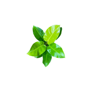 Philodendron Moonlight Top
